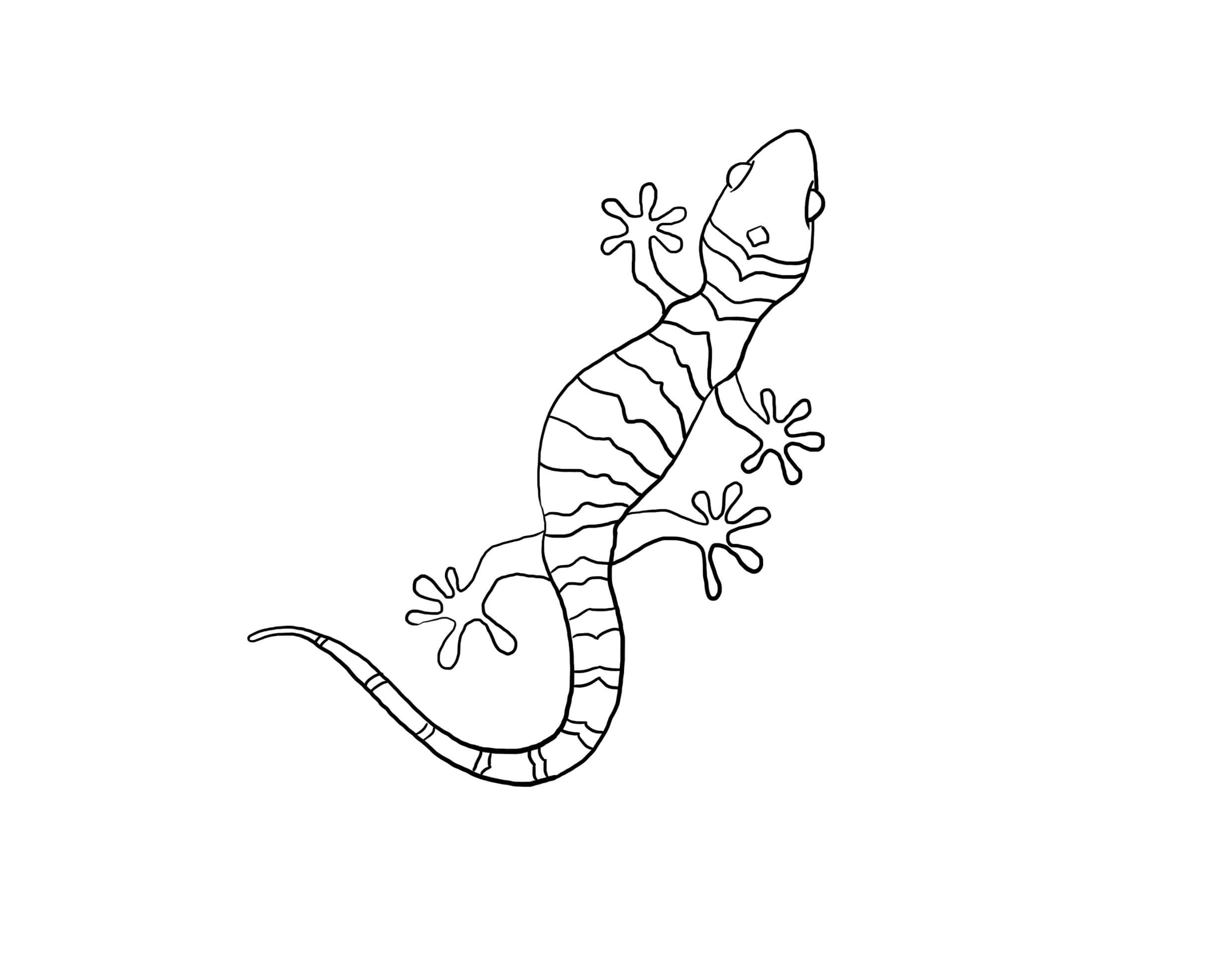 Dibujos de Adorable Gecko para colorear