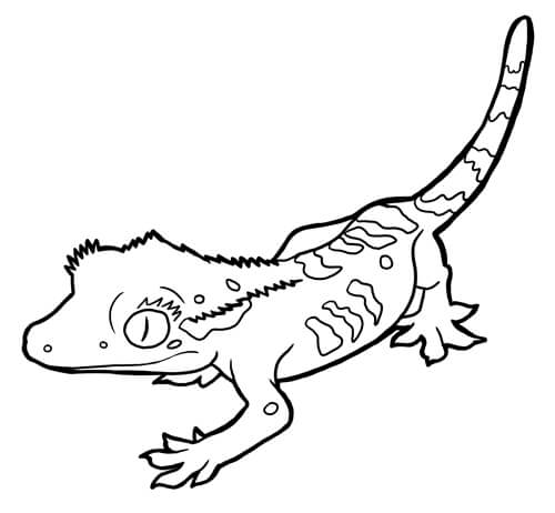 Dibujos de Bastante Gecko para colorear