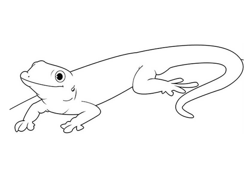 Dibujos de Buen Gecko para colorear