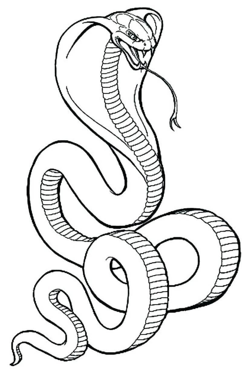 serpiente-libre-para-colorear-imprimir-e-dibujar-dibujos-colorear-com