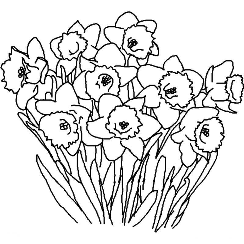 Dibujos de Daffodil