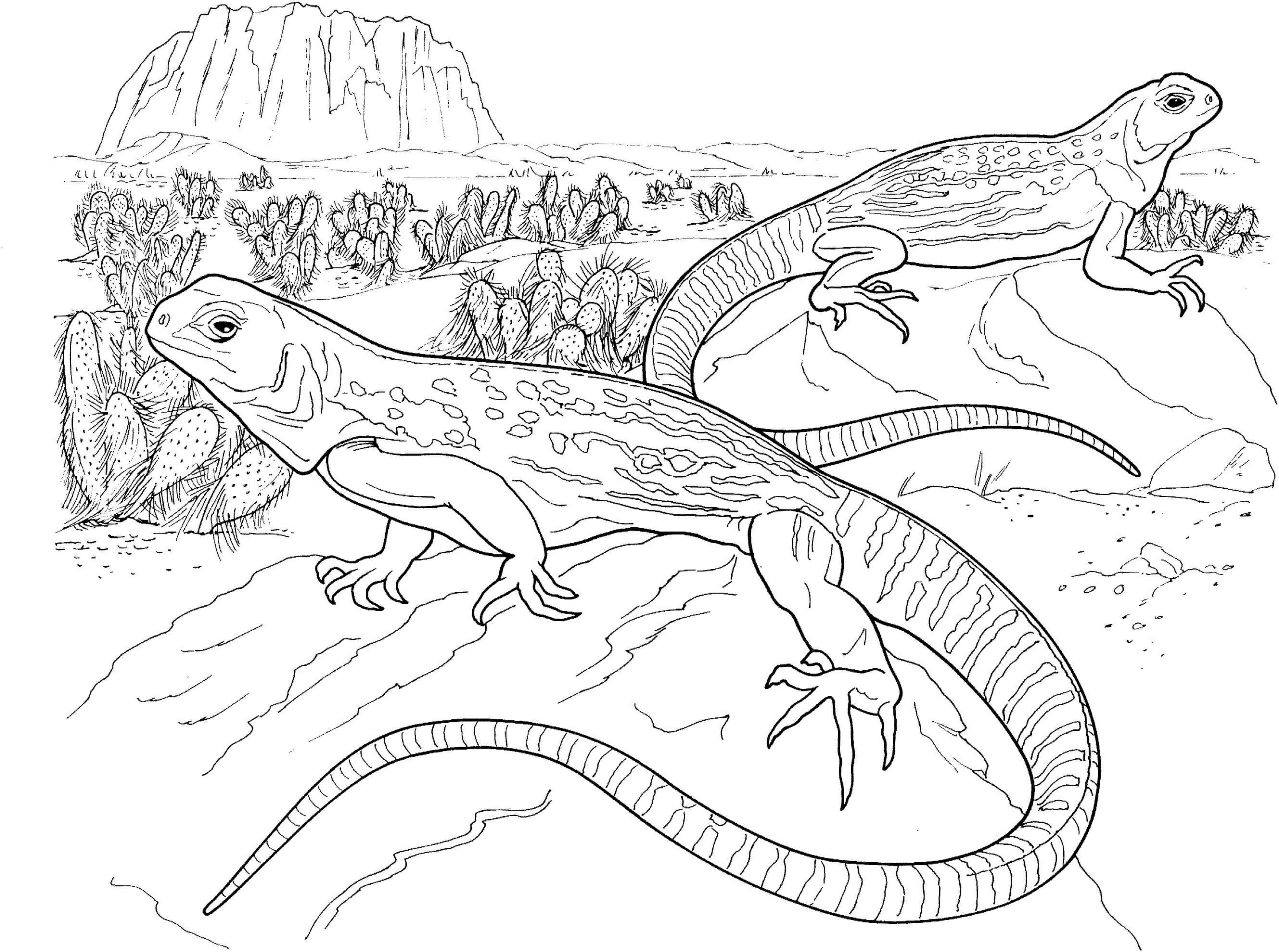 Dibujos de Dos Geckos en el Desierto para colorear