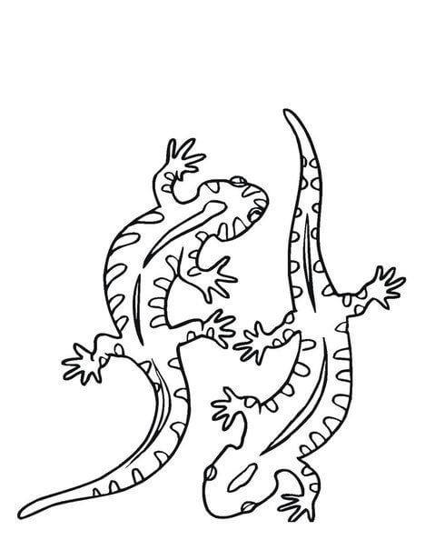 Dibujos de Dos Geckos para colorear