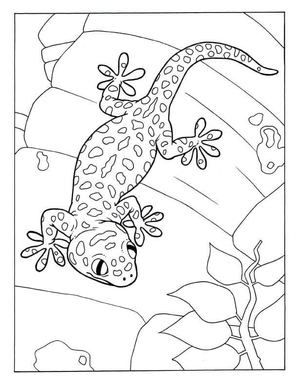 Dibujos de Dulce Gecko para colorear