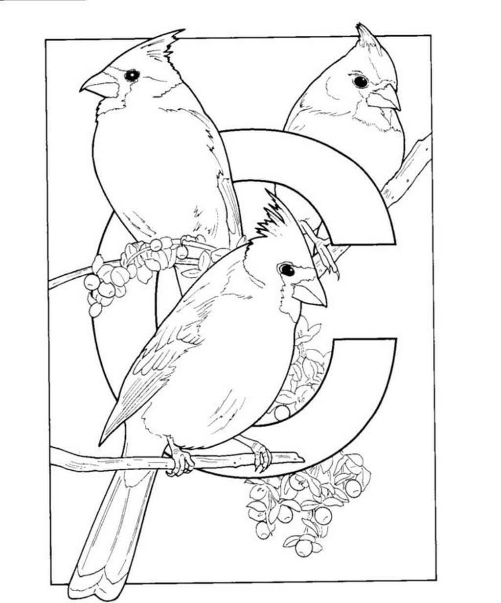 Dibujos de El Alfabeto C es para Pájaros Cardinales para colorear