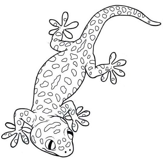 Dibujos de Gecko Básico para colorear
