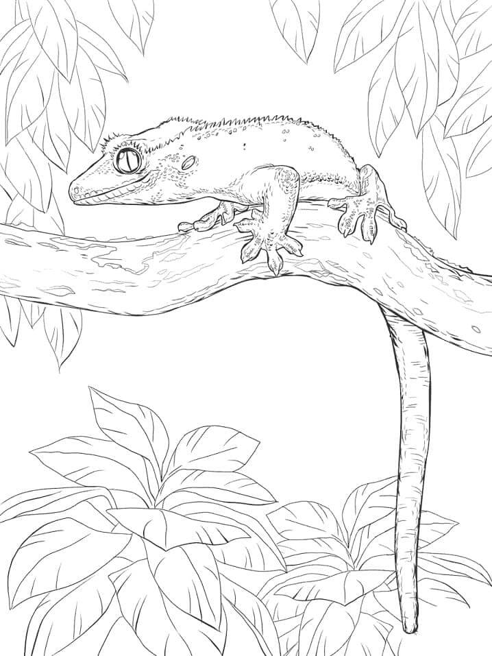 Dibujos de Gecko Crestado para colorear