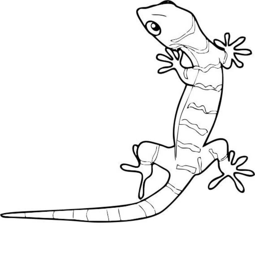 Dibujos de Gecko Impresionante para colorear