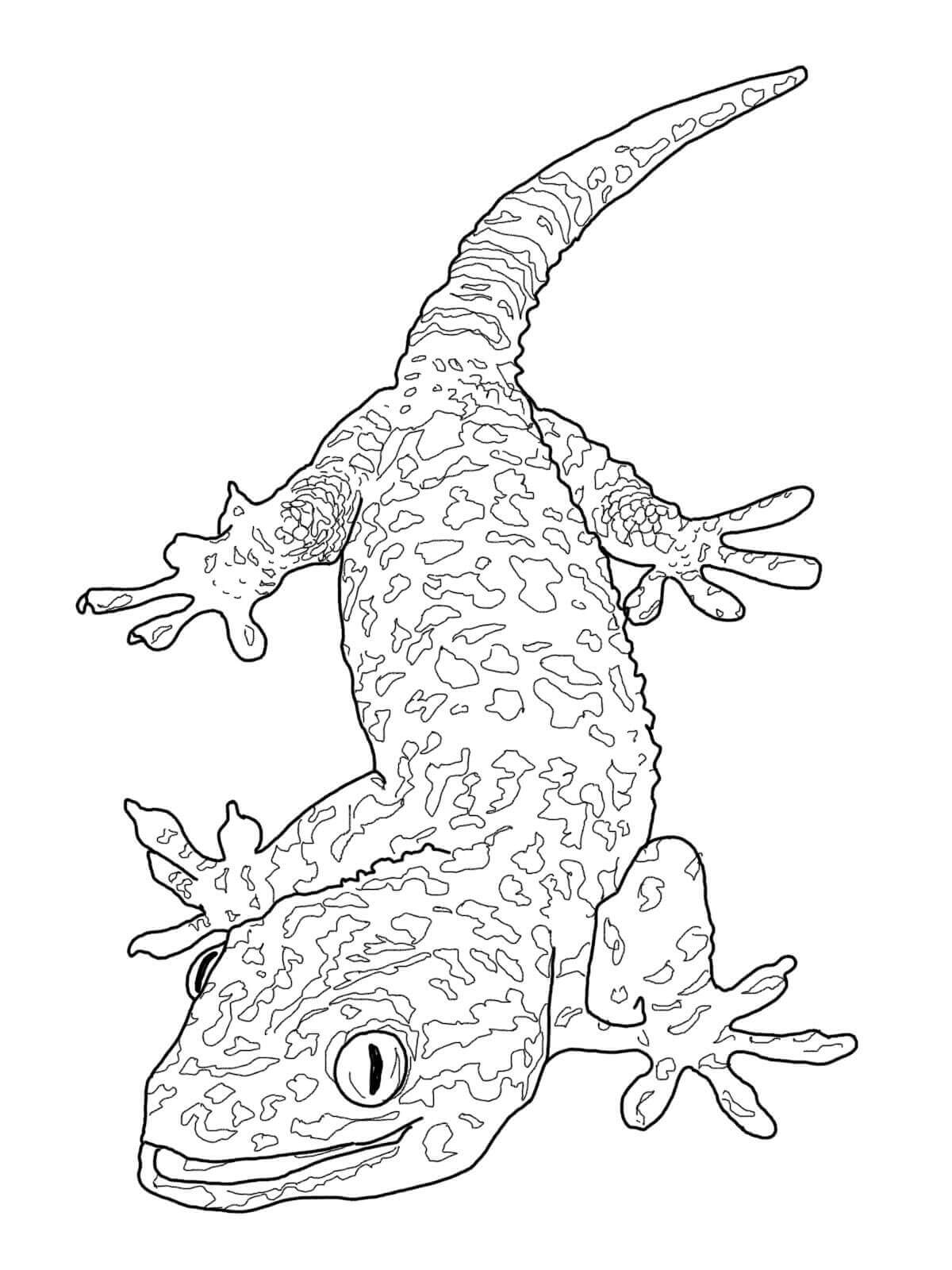Dibujos de Gecko Normal para colorear