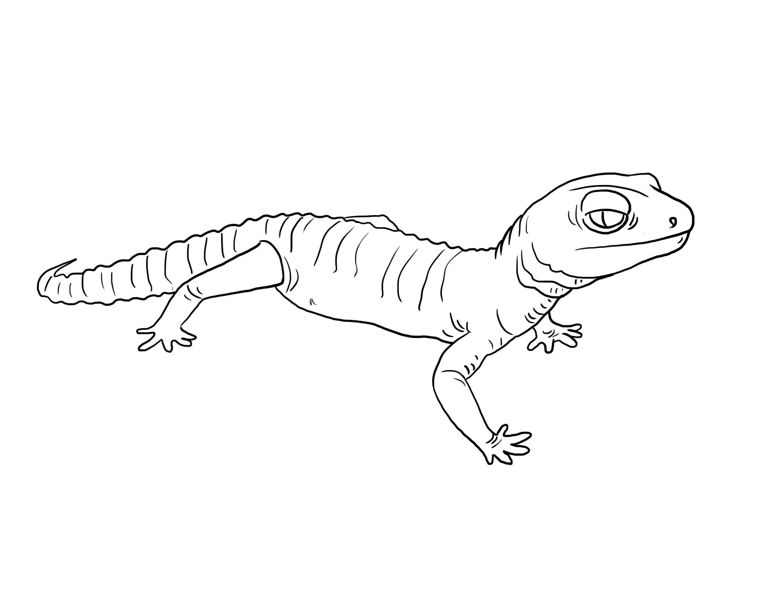 Dibujos de Gecko Simple para colorear