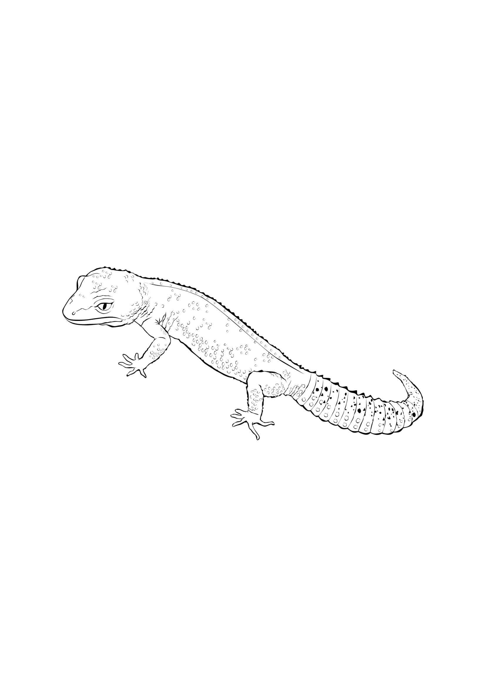 Dibujos de Gecko de cola Gorda para colorear