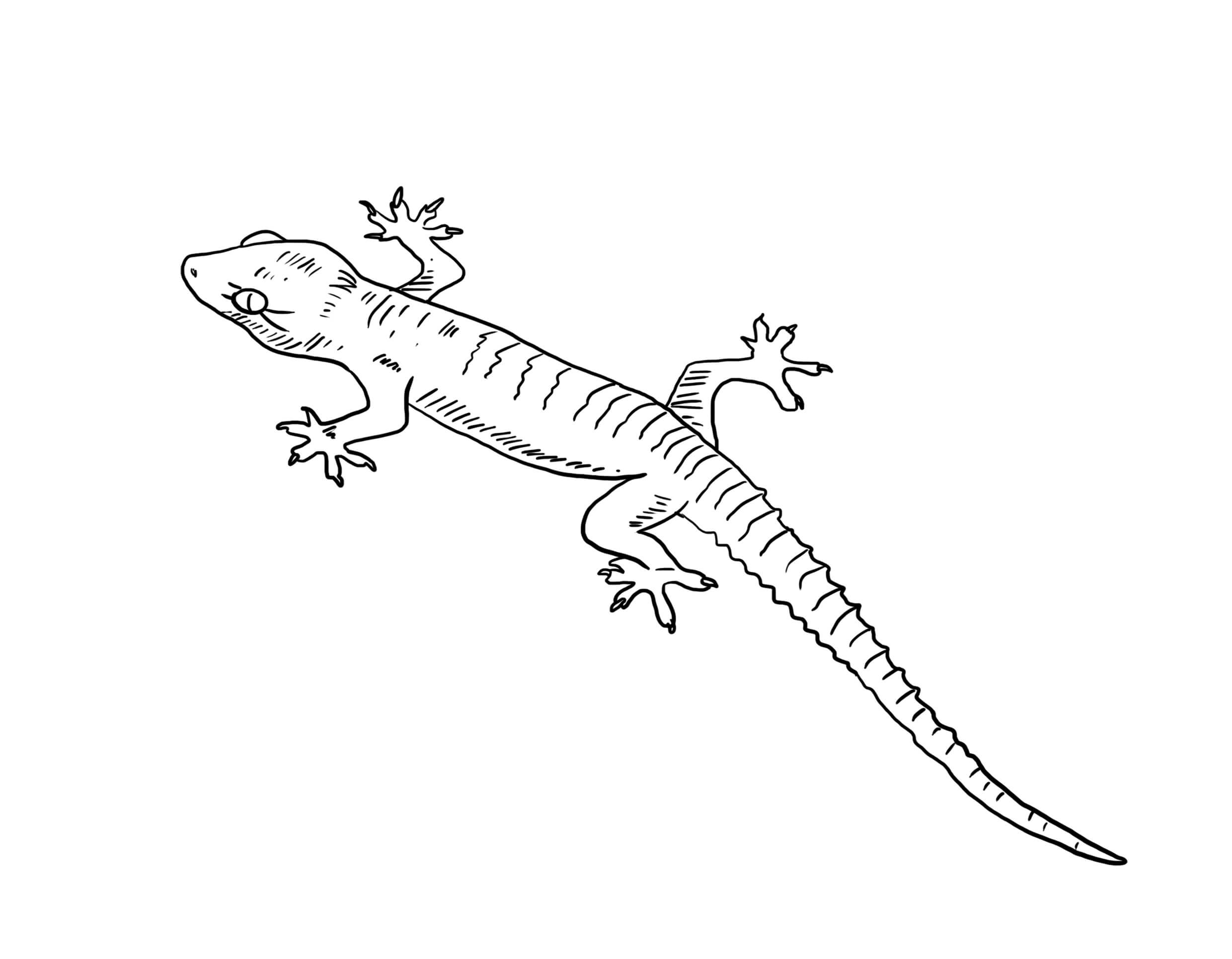 Dibujos de Gran Gecko para colorear
