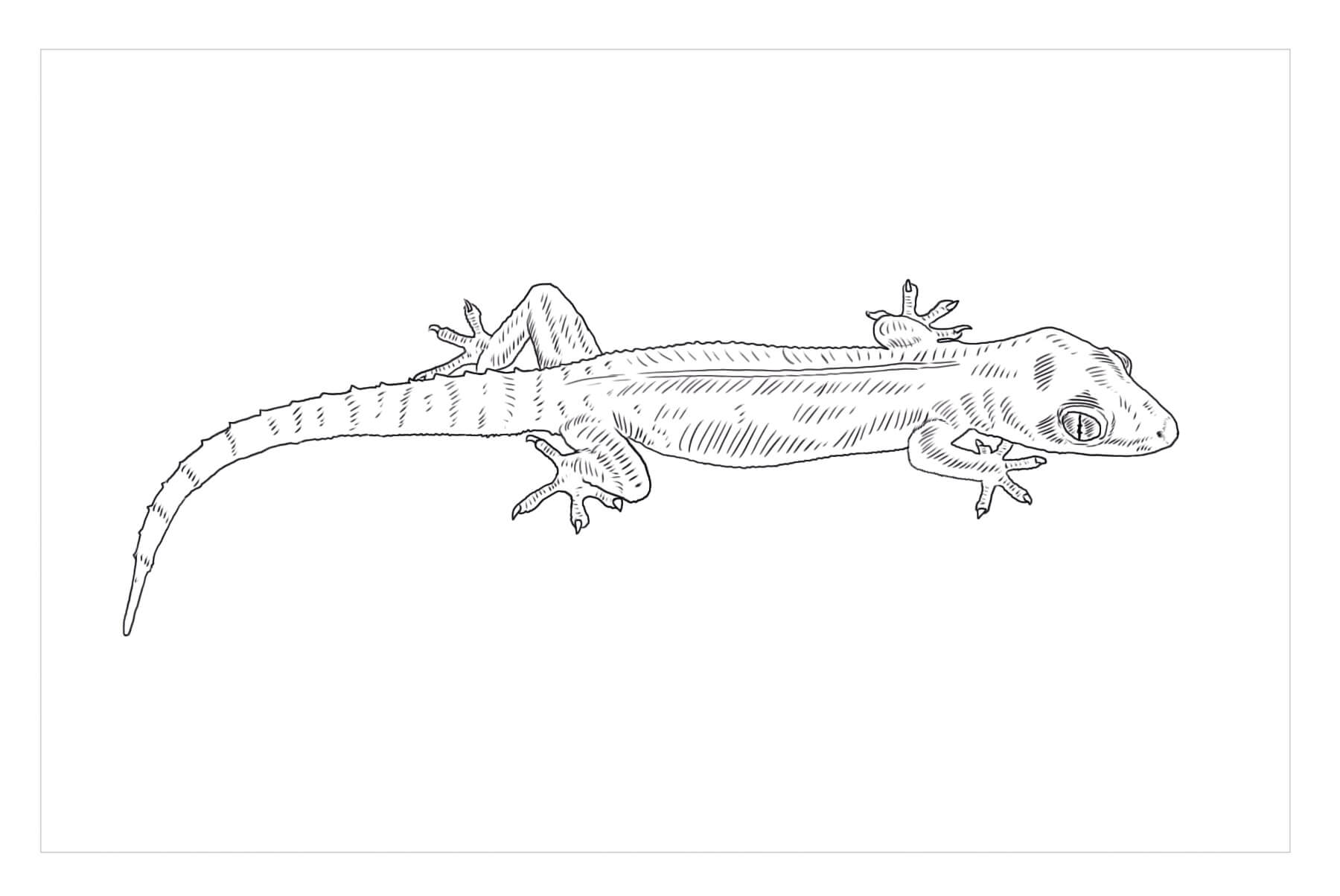 Dibujos de Idea libre de Gecko para colorear