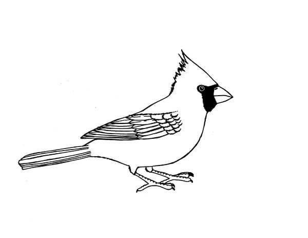 Dibujos de Imagen de Pájaro Cardenal para colorear