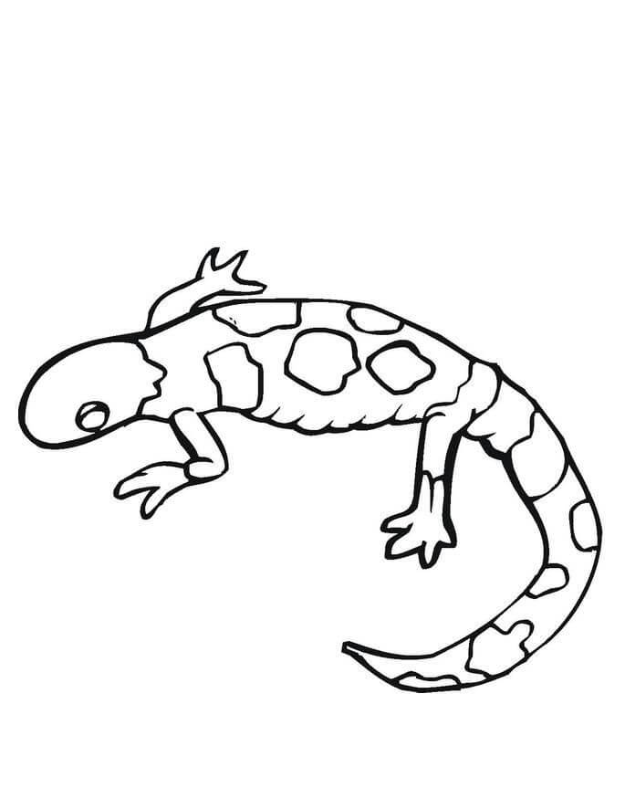 Dibujos de Imágenes Gratis de Gecko para colorear
