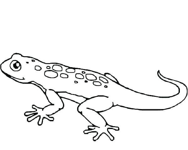 Dibujos de Increíble Gecko para colorear