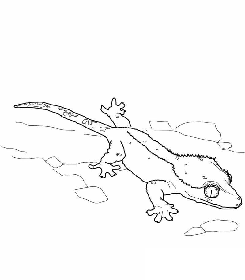 Dibujos de Lagarto Gecko Crestado para colorear
