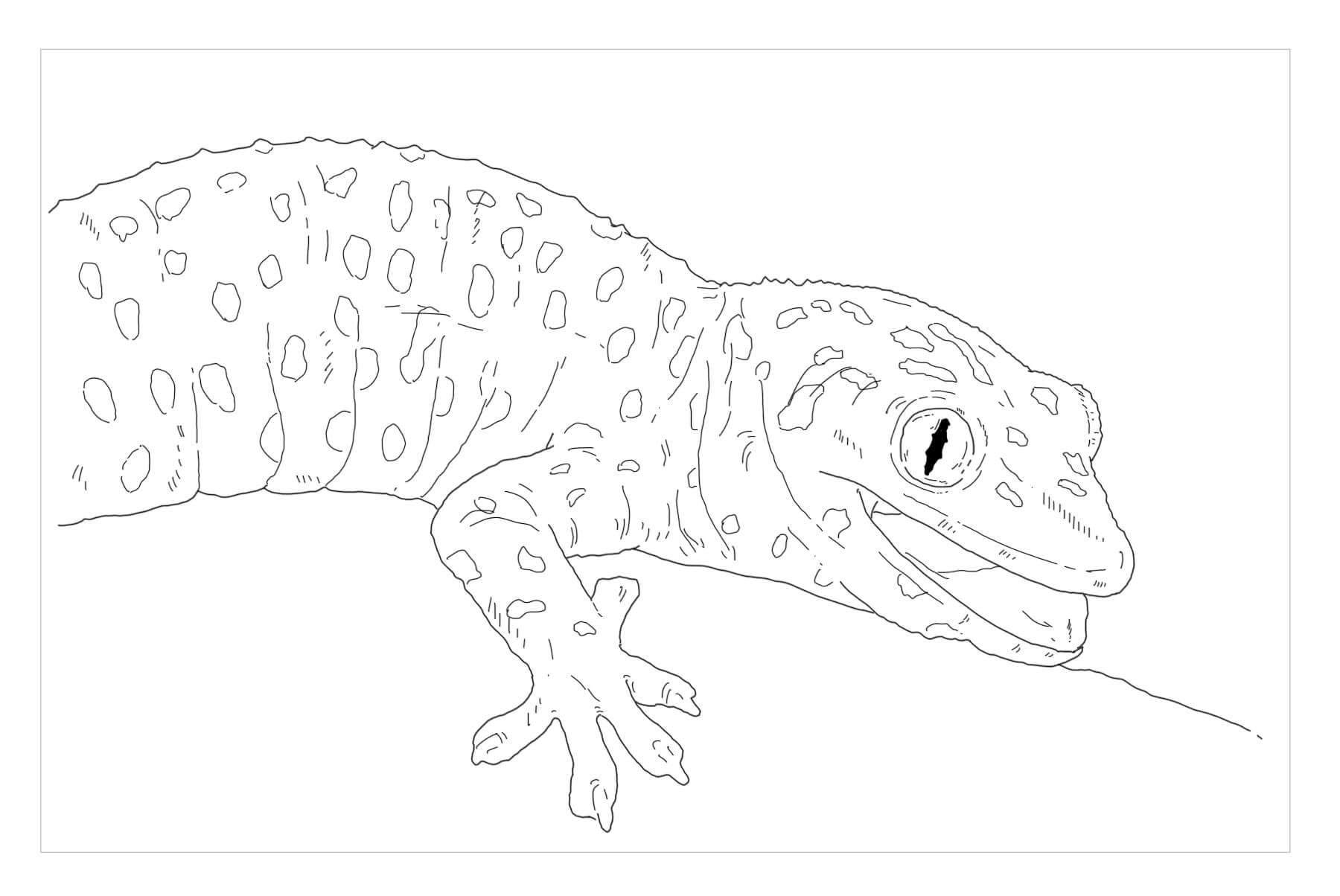 Dibujos de Tokay Gecko para colorear