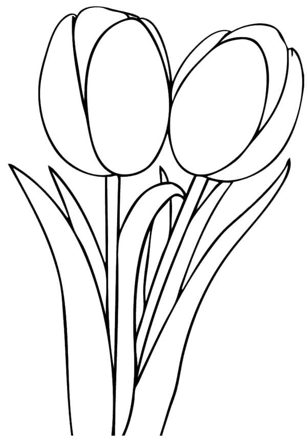Dibujos de Tulipán